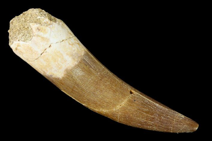 Fossil Plesiosaur (Zarafasaura) Tooth - Morocco #160579
